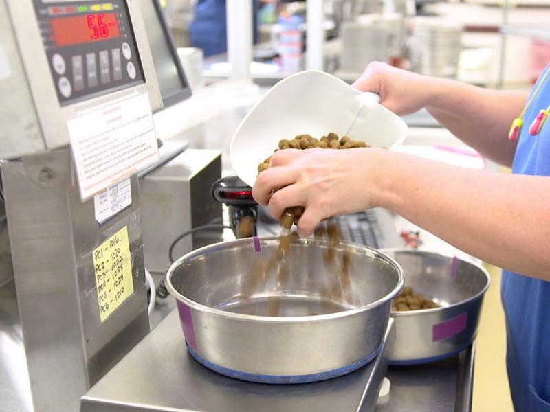 Técnico virtiendo alimento en un bol con una pala.