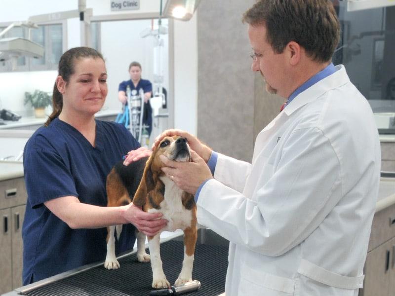 Veterinario y técnico examinando a un beagle sobre una mesa de atención médica.