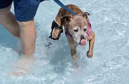 perro-senior-rehabilitandose-en-piscina Boxer mestizo de edad avanzada con la cara blanca llevando una rodillera ortopédica mientras nada en una piscina.