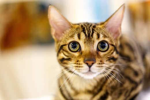 Gato con rayas delgado con grandes ojos amarillos.