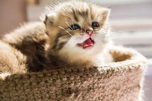 Gatito maullando en una cesta.