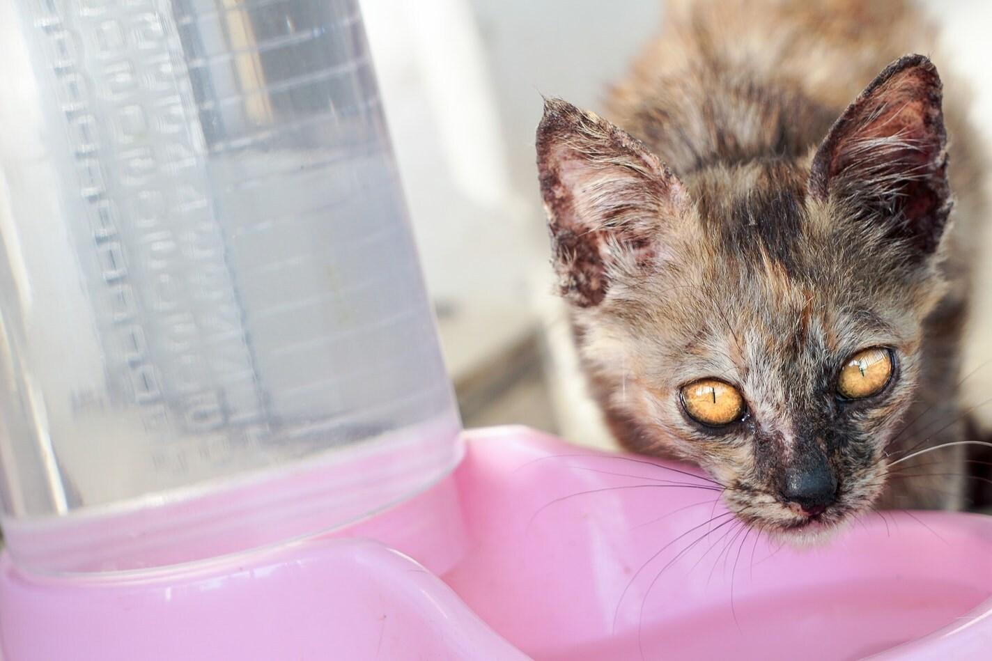 Gato con manchas bebe de un bebedero rosa