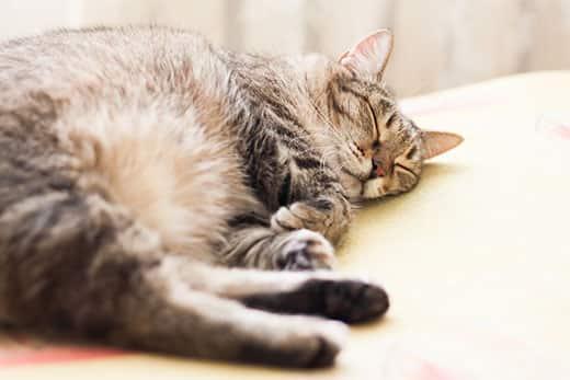 Gato gris atigrado durmiendo.