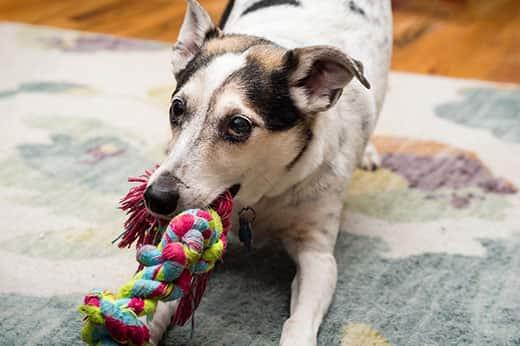 Una terrier mestizo juega con un juguete de cuerda de colores.