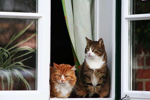 two cats sitting by the window and watches people two cats sitting by the window and watches people