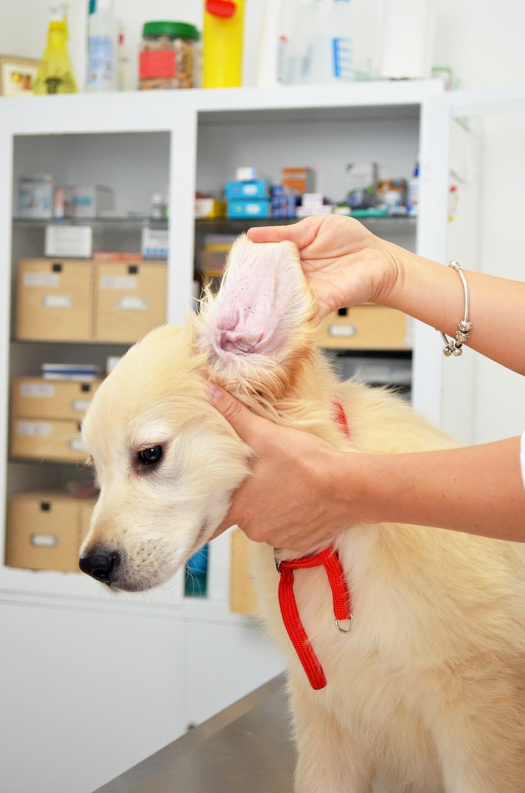 Golden retriever en el veterinario sometiéndose a una revisión de oído