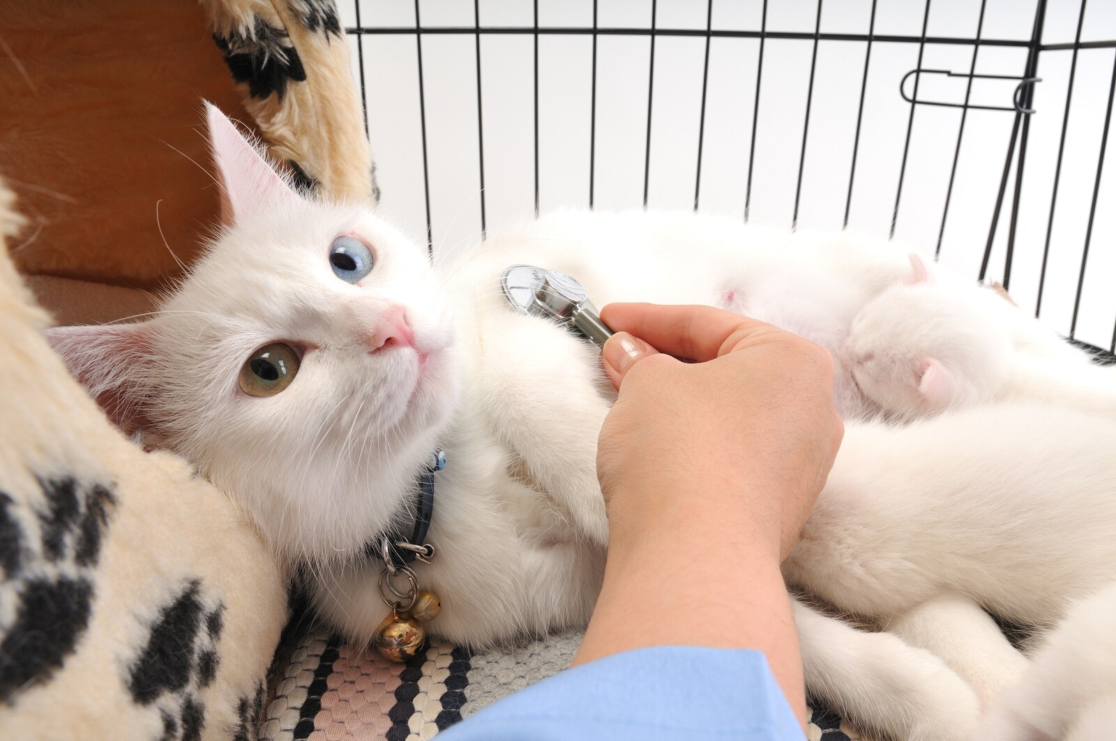 Veterinarian examining cute white cat with stethoscope, isolated on white