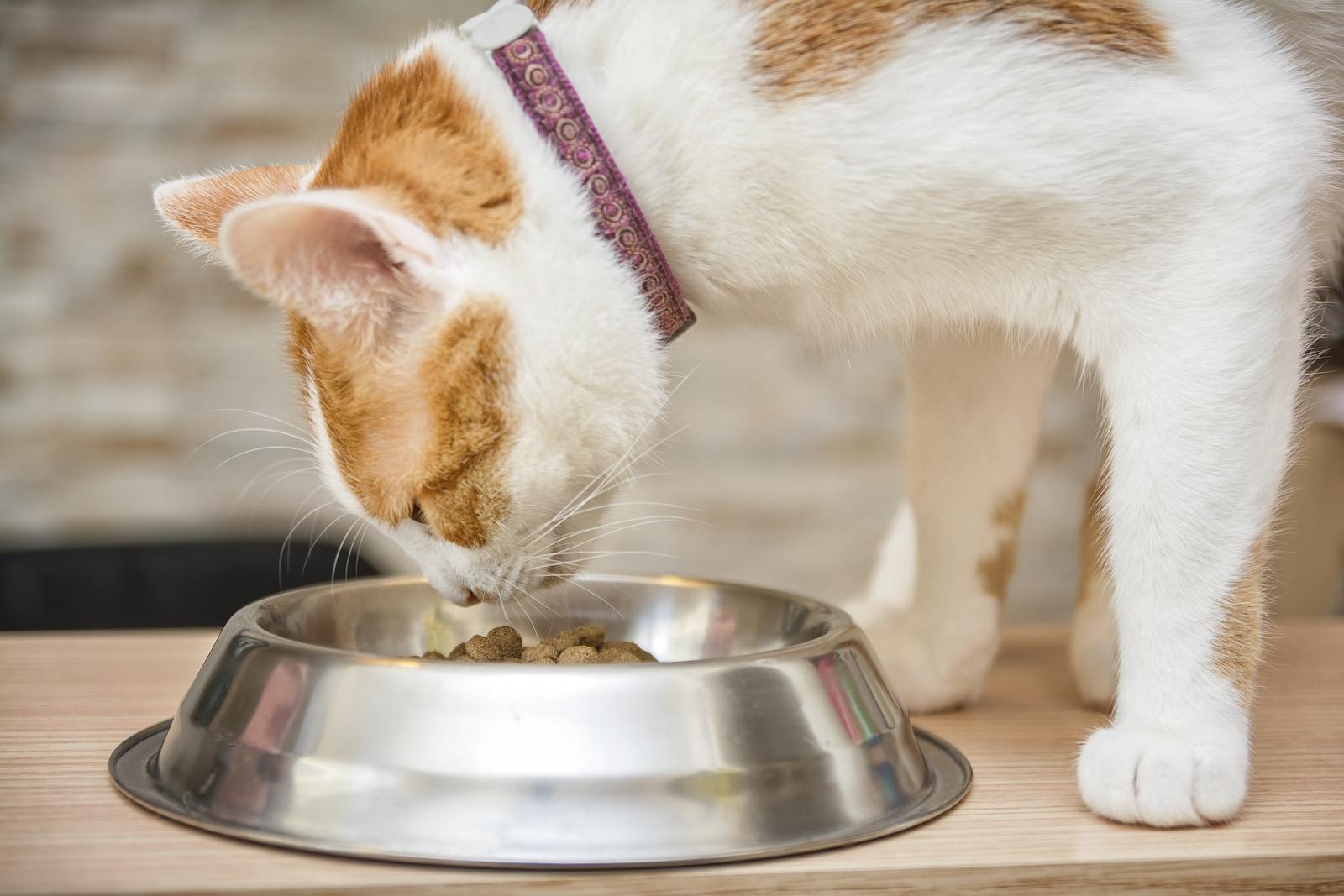 white-and-orange-cat-eating-out-of-bowl White and orange cat with collar on eating out of metal bowl