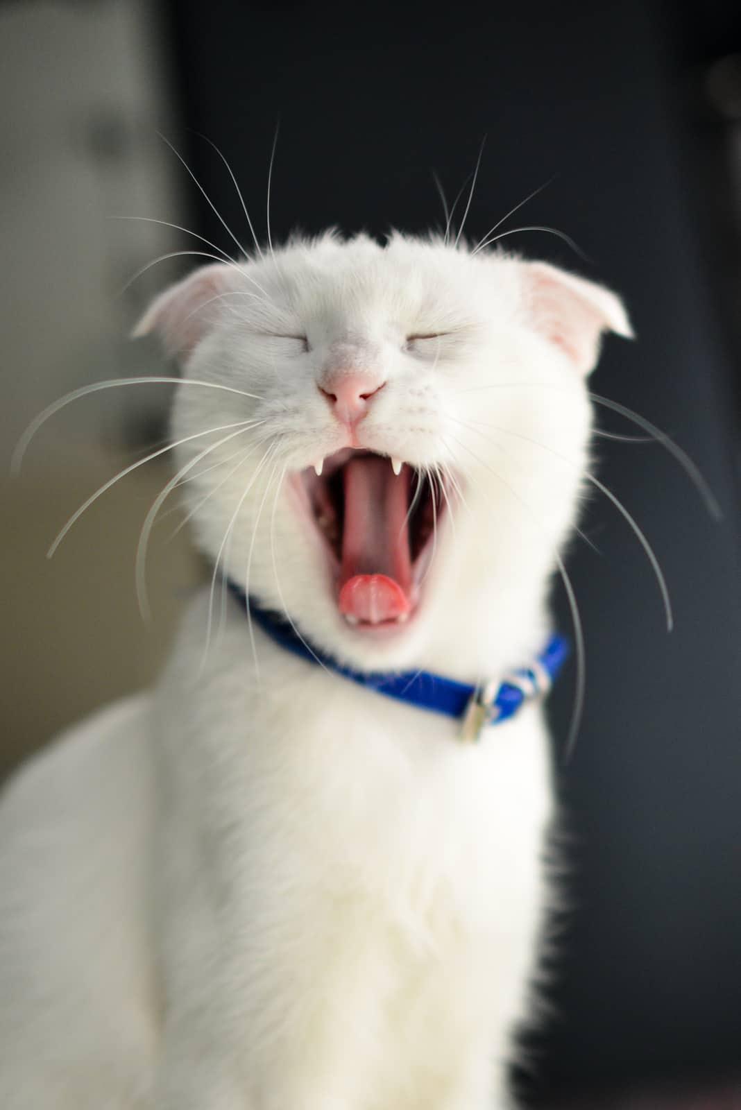 Gato anaranjado sentado en su arenero y mirando a la cámara.