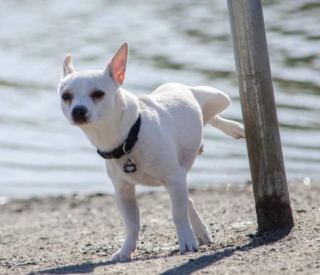 Un chihuahua blanco hace sus necesidades en un poste de la playa
