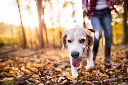 mujer caminando con un beagle por un bosque en otoño.