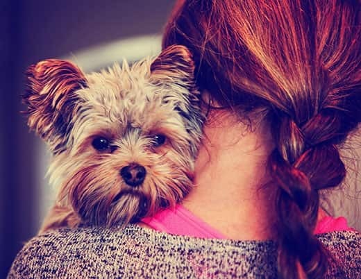  Un adorable yorkshire terrier asomándose sobre el hombro de una mujer