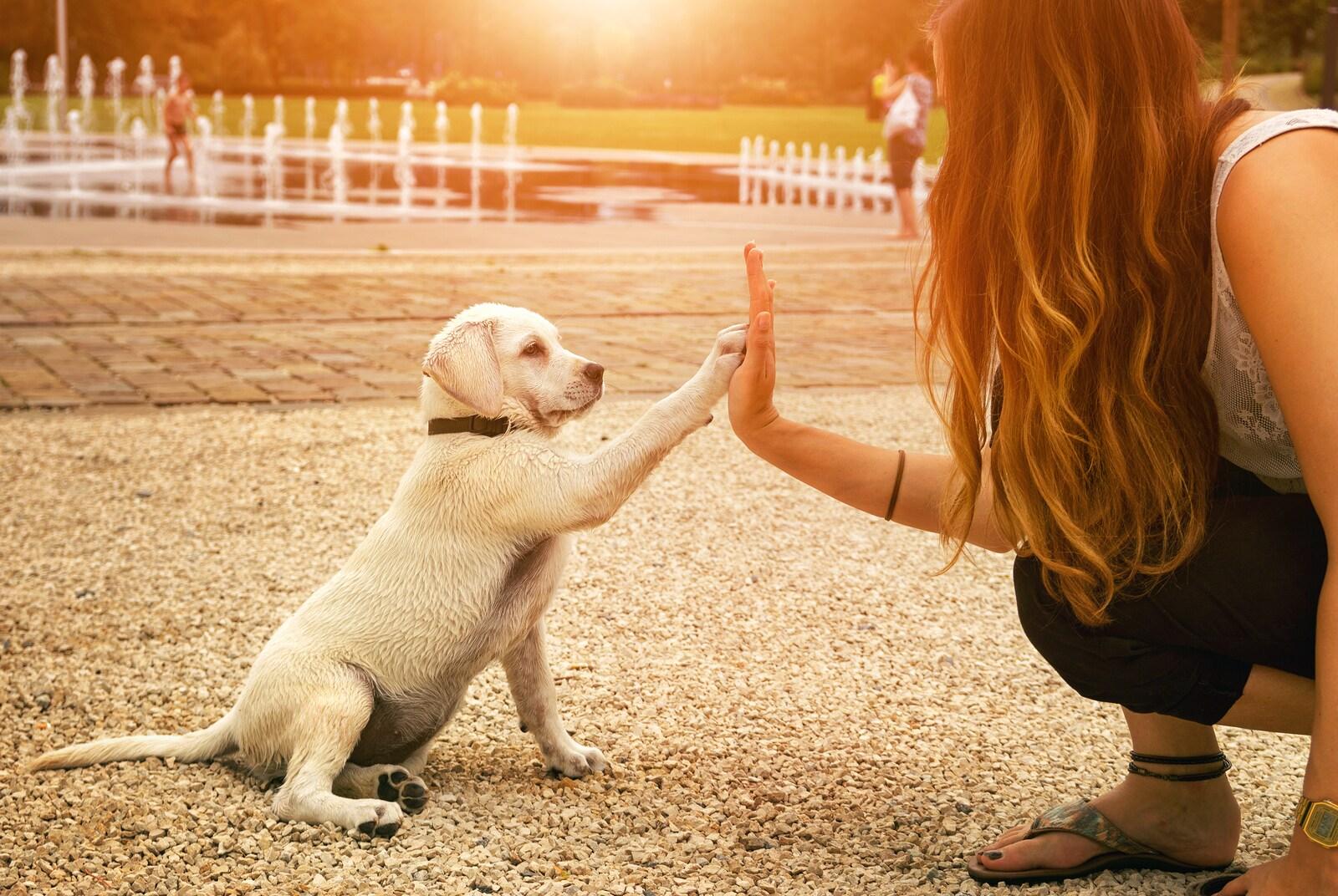 yellow-lab-puppy-high-five Cachorro de laboratorio amarillo y mujer chocando los cinco en el parque al atardecer.