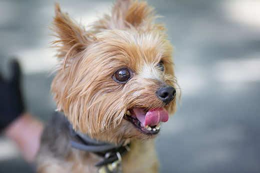 Yorkshire terrier de paseo. Imagen con enfoque y tono selectivos.