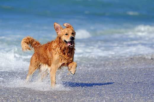 Joven golden retriever corriendo en la playa