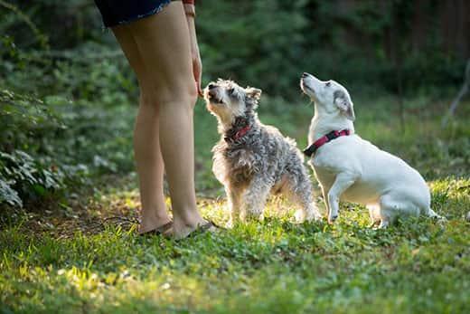 mujer joven jugando con perros en el jardín