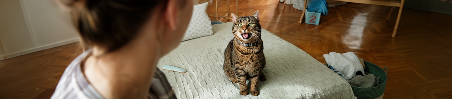 Un gato atigrado maúlla mientras está sentado frente a su dueño en el sofá