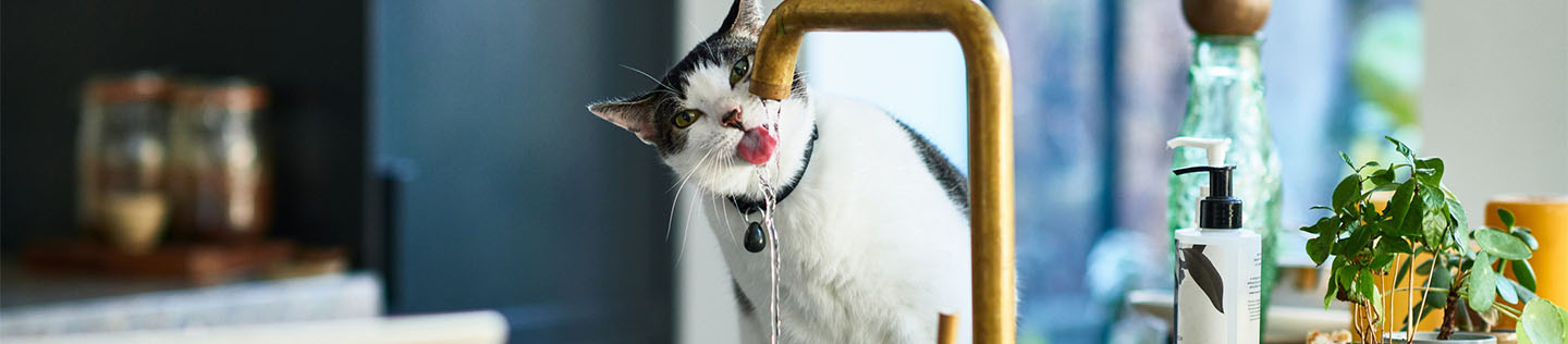 Un gato bicolor, blanco y atigrado, sentado en la encimera de la cocina, bebiendo agua del grifo del fregadero