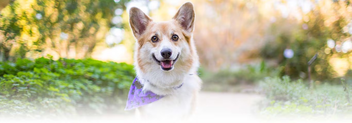 Fotografía de un perro Pembroke Welsh Corgi