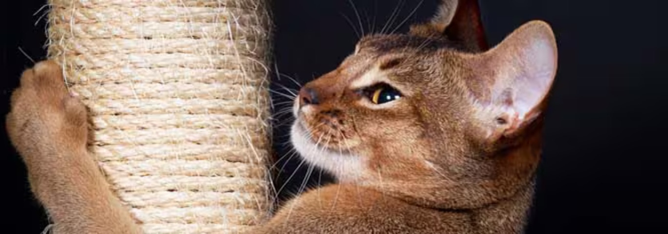 Fotografía de un gato abisinio