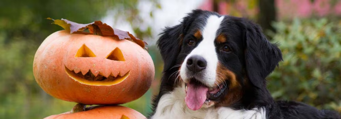 Fotografía de un perro de montaña bernés