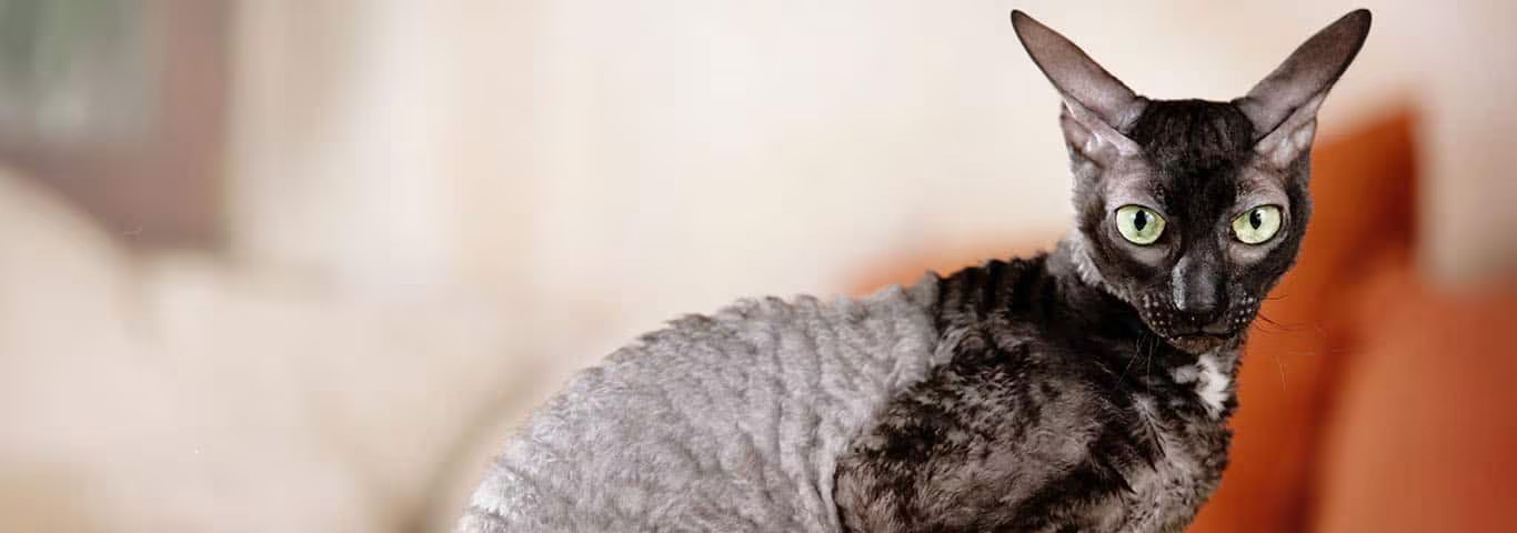 Fotografía de un gato Cornish Rex