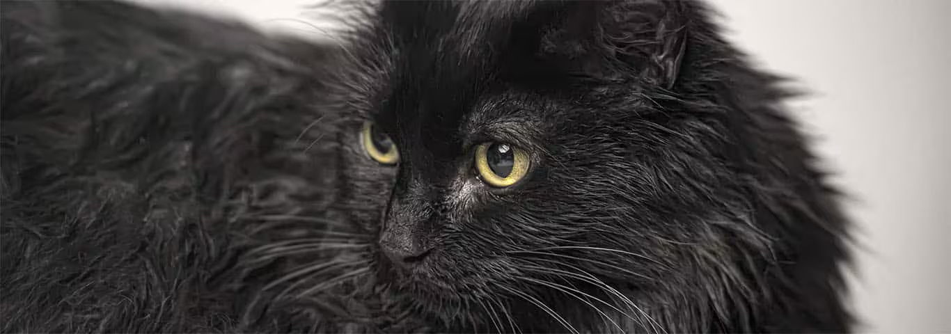 Fotografía de un gato de Tiffany