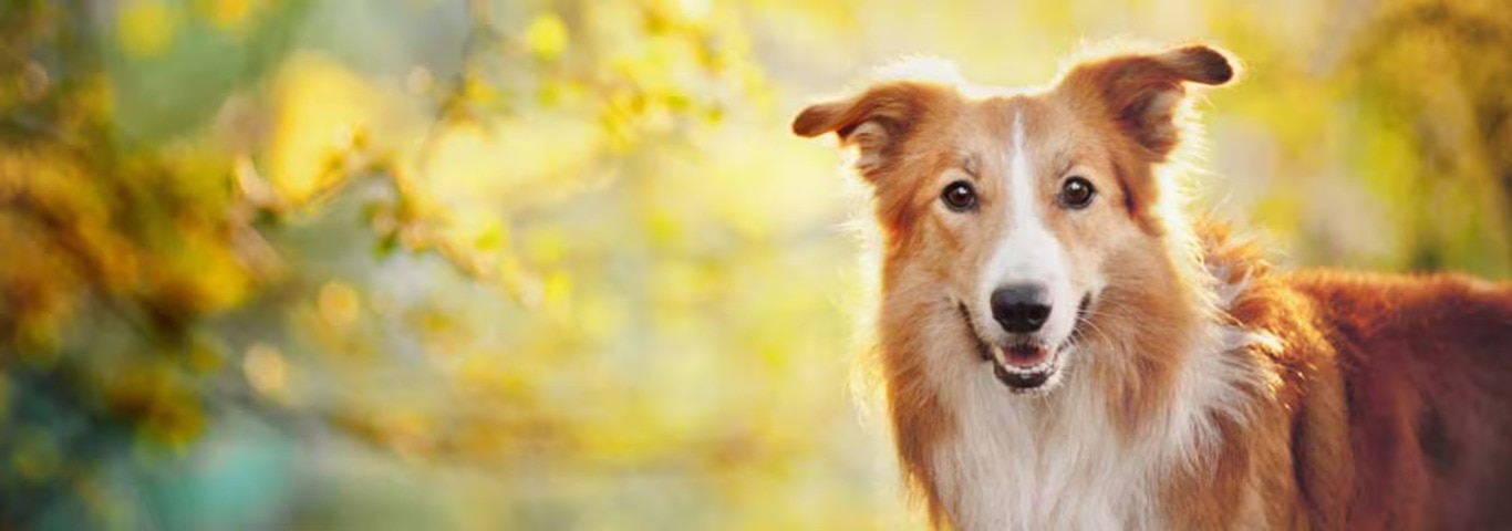 Fotografía de un perro Border Collie