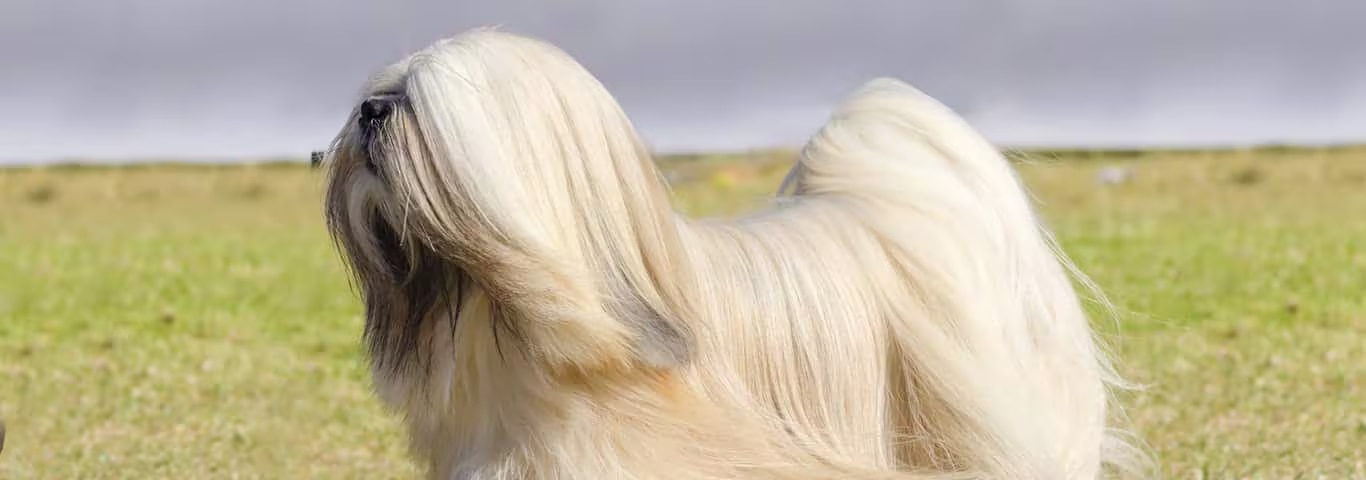 Fotografía de un perro Lhasa Apso