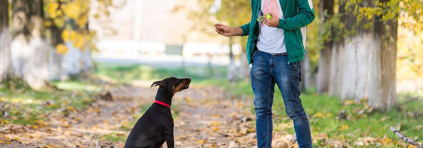 Foto de un perro dóberman
