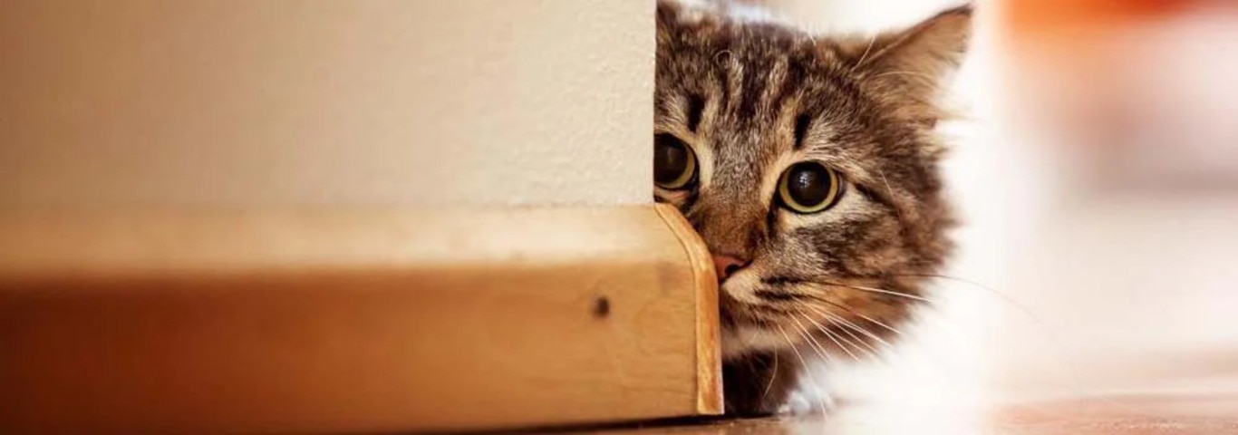 Fotografía de un gato del Bosque de Noruega