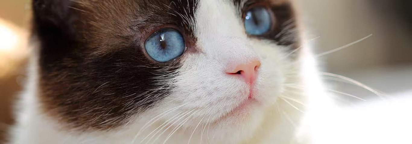 Fotografía de un gato Snowshoe Cat