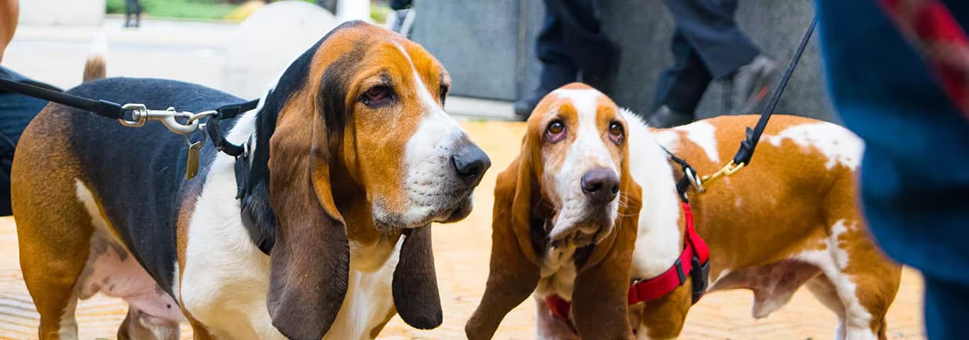 Fotografía de un perro Basset Hound