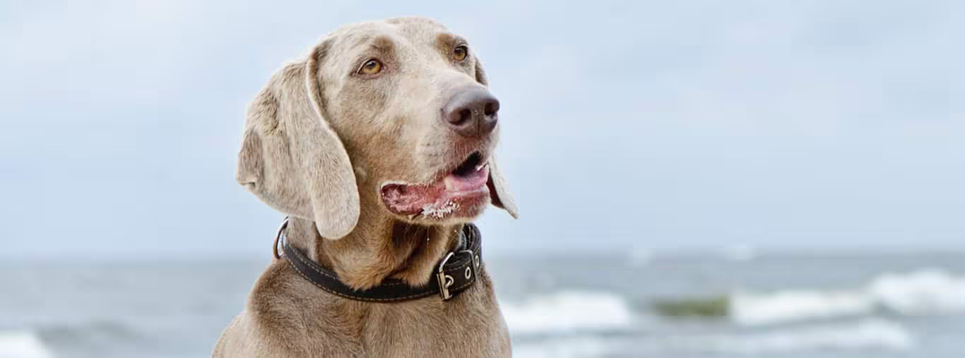 Fotografía de un perro Weimaraner