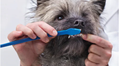 Perro pequeño con los dientes siendo cepillados