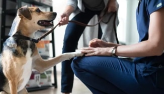 Perro feliz con una pata sobre un veterinario