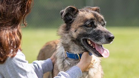 perro con collar azul mirando a la derecha mientras es acariciado por su dueña