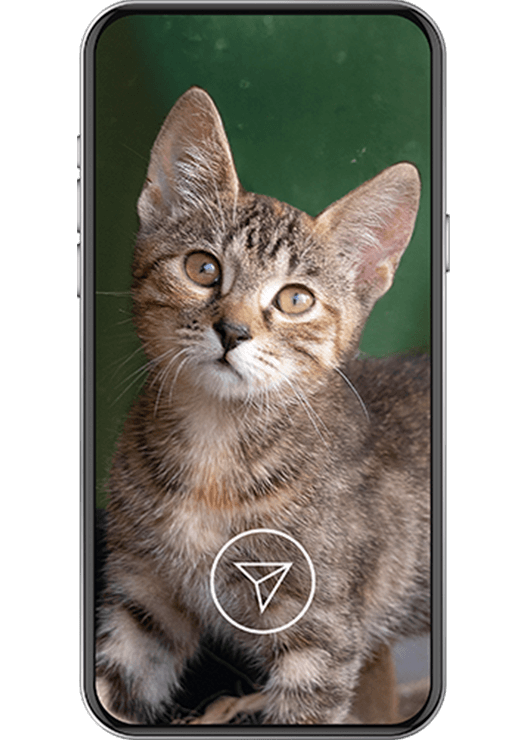 Campaña Misión Amigos para Siempre