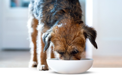perro en la cocina comiendo
