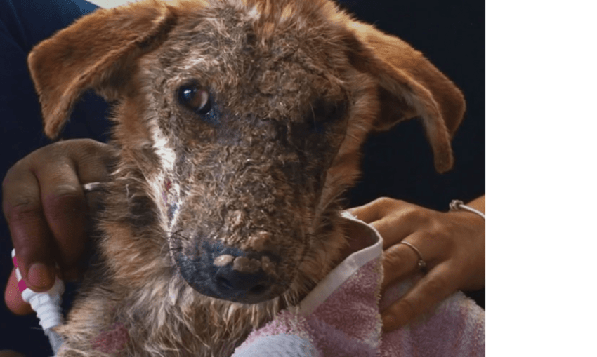 imagen del perro antes de la alimentación y el tratamiento