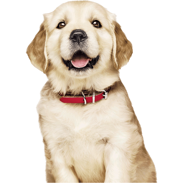 cachorros de golden retriever