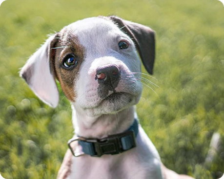 un cachorro marrón y blanco con expresión de curiosidad