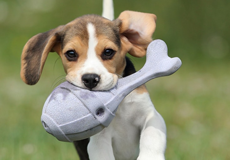 un cachorro corre con un juguete en la boca.