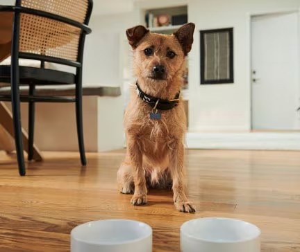 A small dog sitting in front of empty food bowls