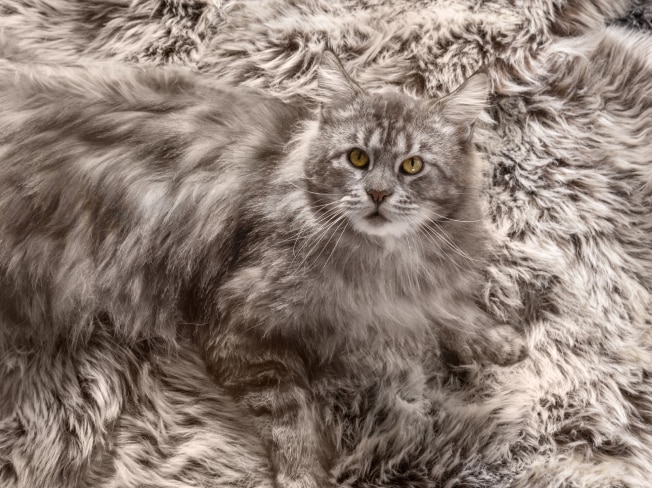 Un gato gris en una alfombra de un color gris similar al suyo
