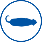 Icono de gato con sobrepeso