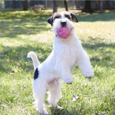 Un perro jugando en el exterior, sujetando una pelota en la boca