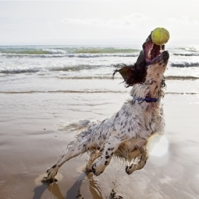 Perro en la playa atrapando una pelota