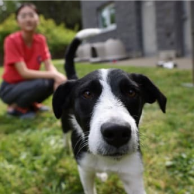 Un perro delante de una chica joven