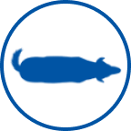 Icono de perro con sobrepeso